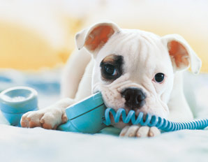 Perro con el teléfono